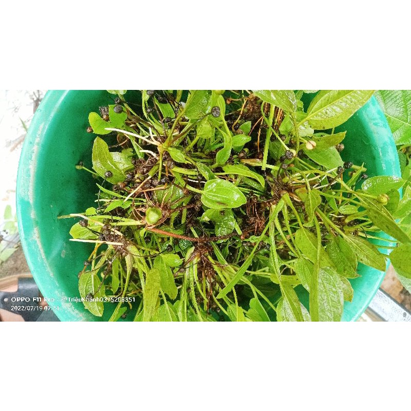 Bạch thủy Tiên,Thủy Cúc, Lan nước