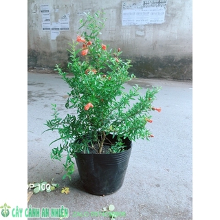 Cây lựu cho sai trái