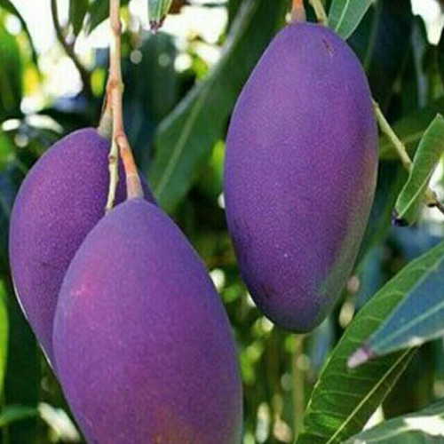 Hạt giống xoài tím