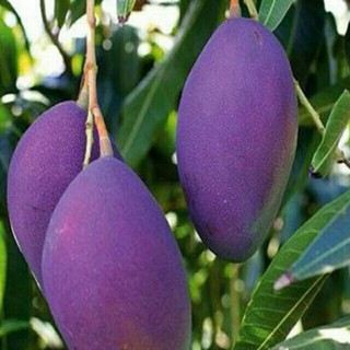 Hạt giống xoài tím