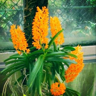 Lan hỏa hoàng cam 1 cây