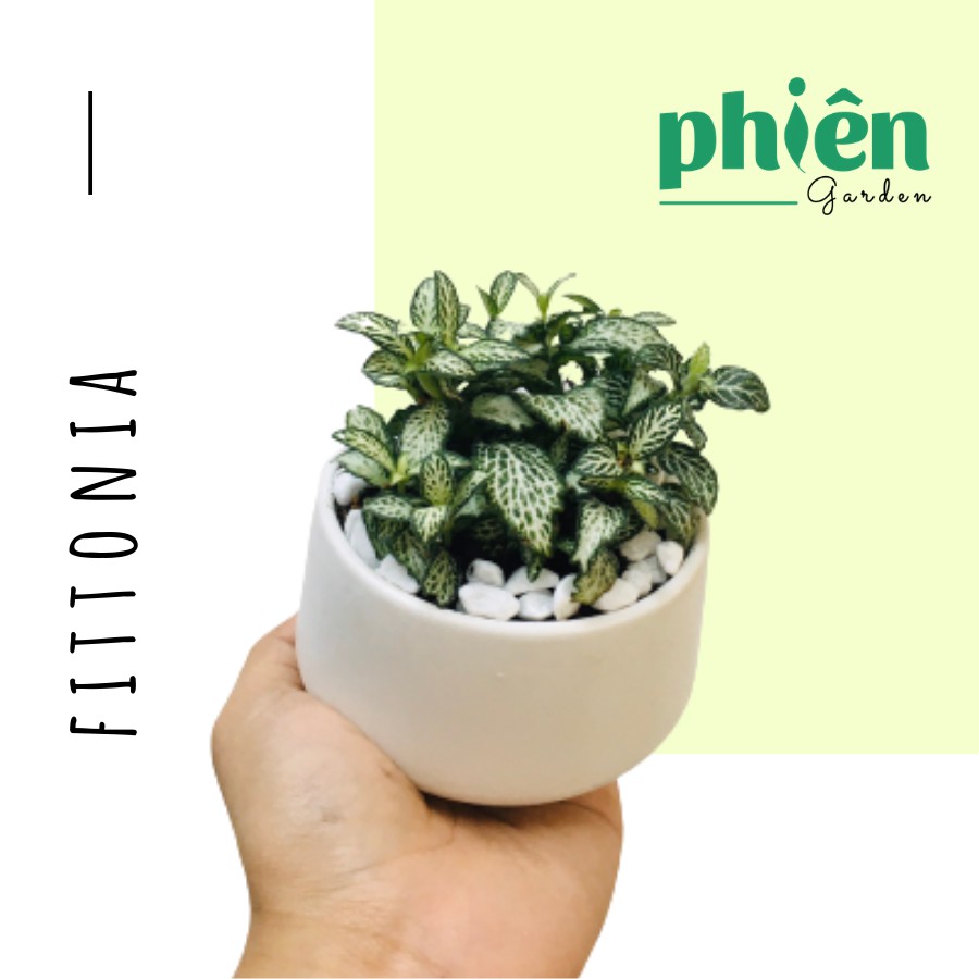 Cây Fittonia lá may mắn - Cây cẩm nhung để bàn kèm chậu gốm tráng men