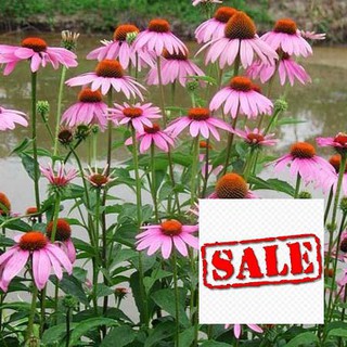 50 hạt giống hoa cúc tím sale