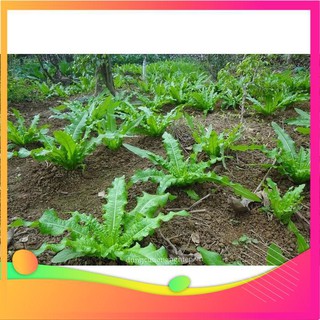 Hạt Giống Rau Diếp Thơm-300 Hạt [ Tặng bộ dụng cụ làm vườn Mini 3 món ] VIETGAR