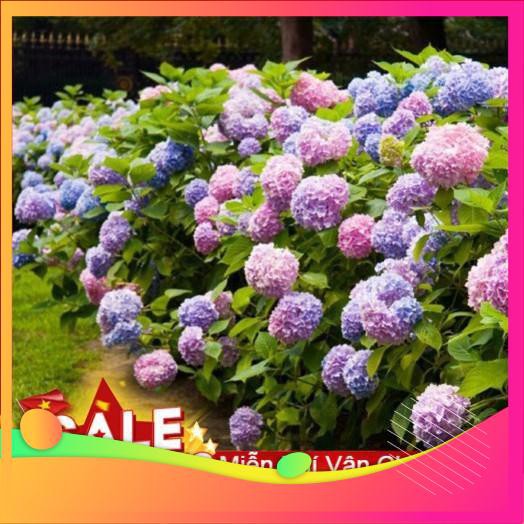 Hạt Giống Hoa Cẩm Tú Cầu Mix - 5 Hạt  VIETGAR