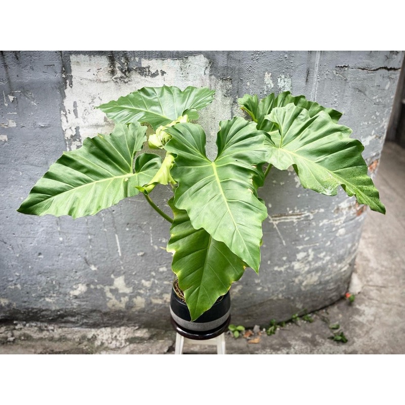 Trầu bà Mỹ Subin và Chậu Decor