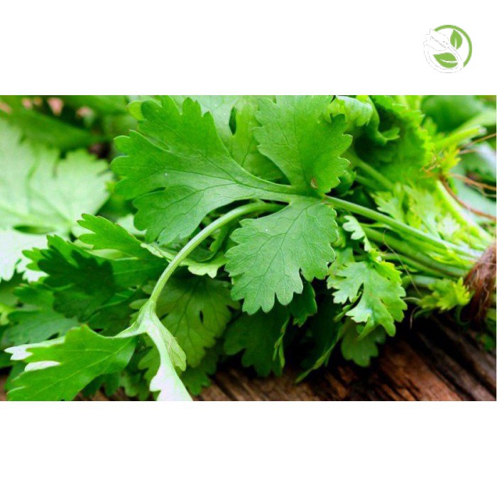 Hạt giống Ngò Bạc Liêu Phú Nông- Gói 20g - Coriander Bac Lieu