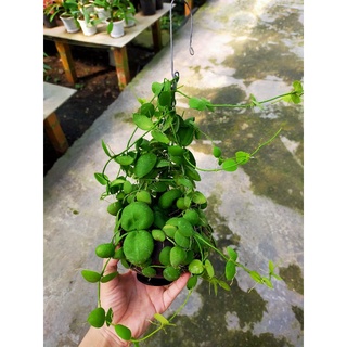 Combo 2 cây trồng trong gáo dừa