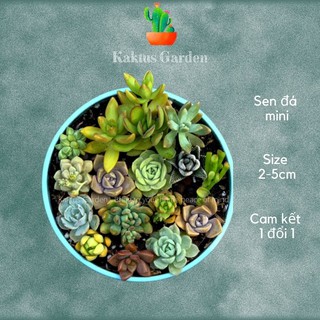 Sen đá mini, size 2-5cm - Kaktus Garden