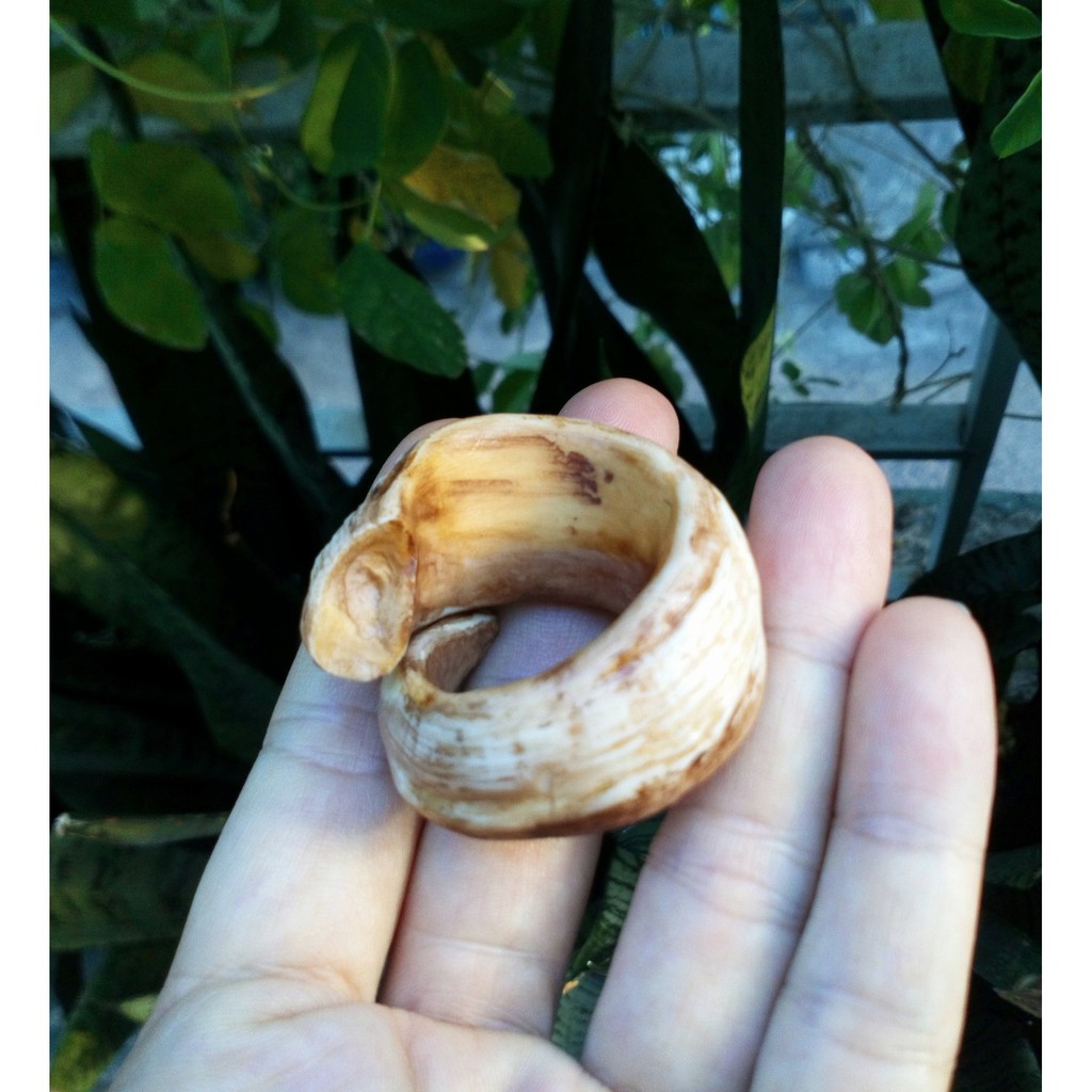 Nhẫn nanh heo nhân tạo độc lạ