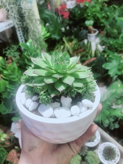Phật Bà Xanh Kèm Chậu Sứ
