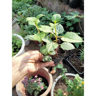 Cây thược dược đột biến