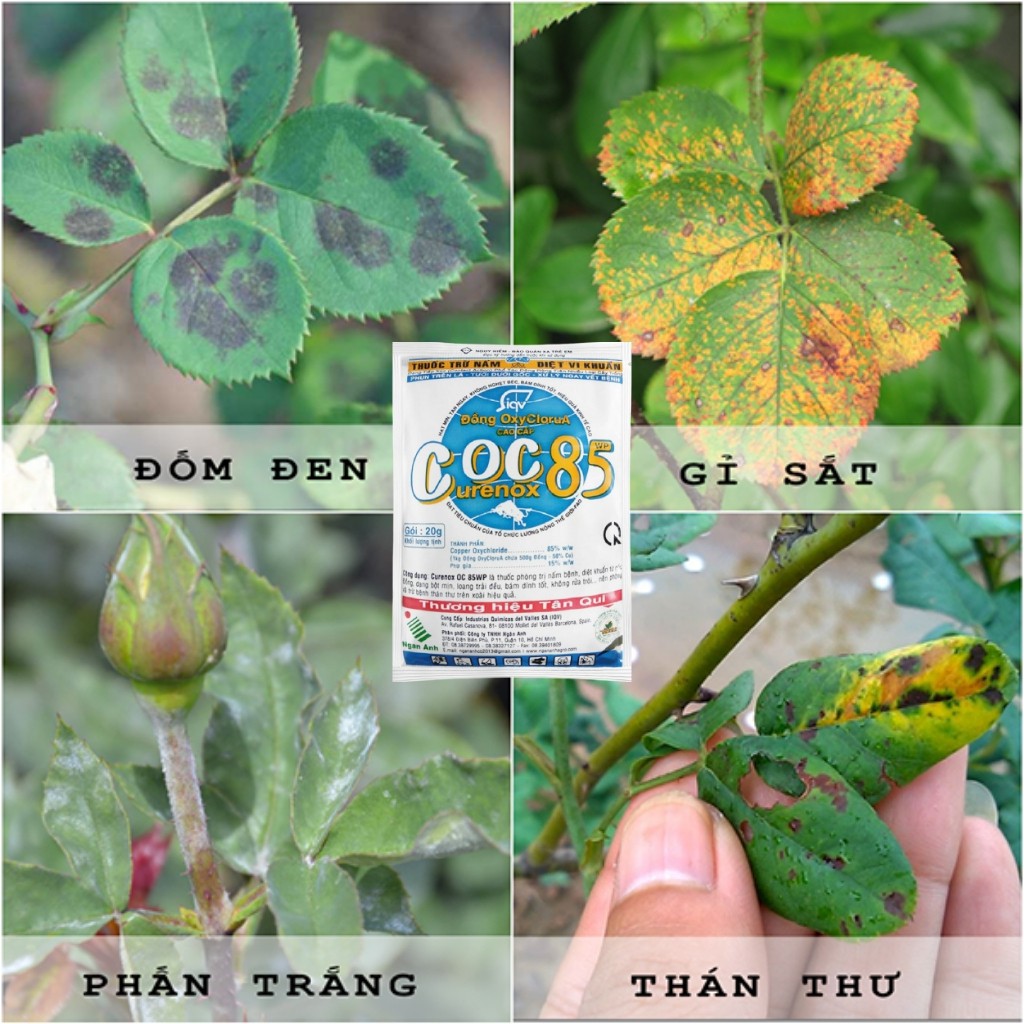 COC 85 (CURENOX OC) 20g/Gói- Thuốc Phòng Trừ Nấm Bệnh Cho Hoa Hồng, Bệnh Thán Thư, Sương Mai, Diệt Vi Khuẩn, Ít Độc Hại