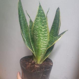 Cây lưỡi hổ Thái