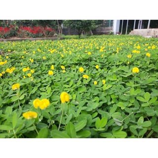 Hạt Giống Cỏ Lạc Đậu Phộng
