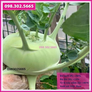 Hạt giống su hào xanh F1 BEOING gói 1gr