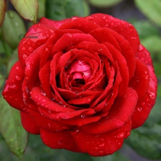 Hoa Hồng Janice Kellogg Rose - hồng bụi, hoa to