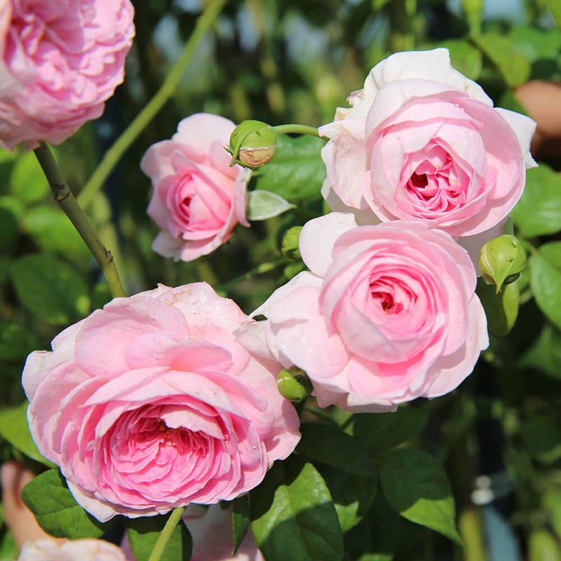 cây hoa Hồng Mon Coeur Rose( Cao 50cm trở lên)