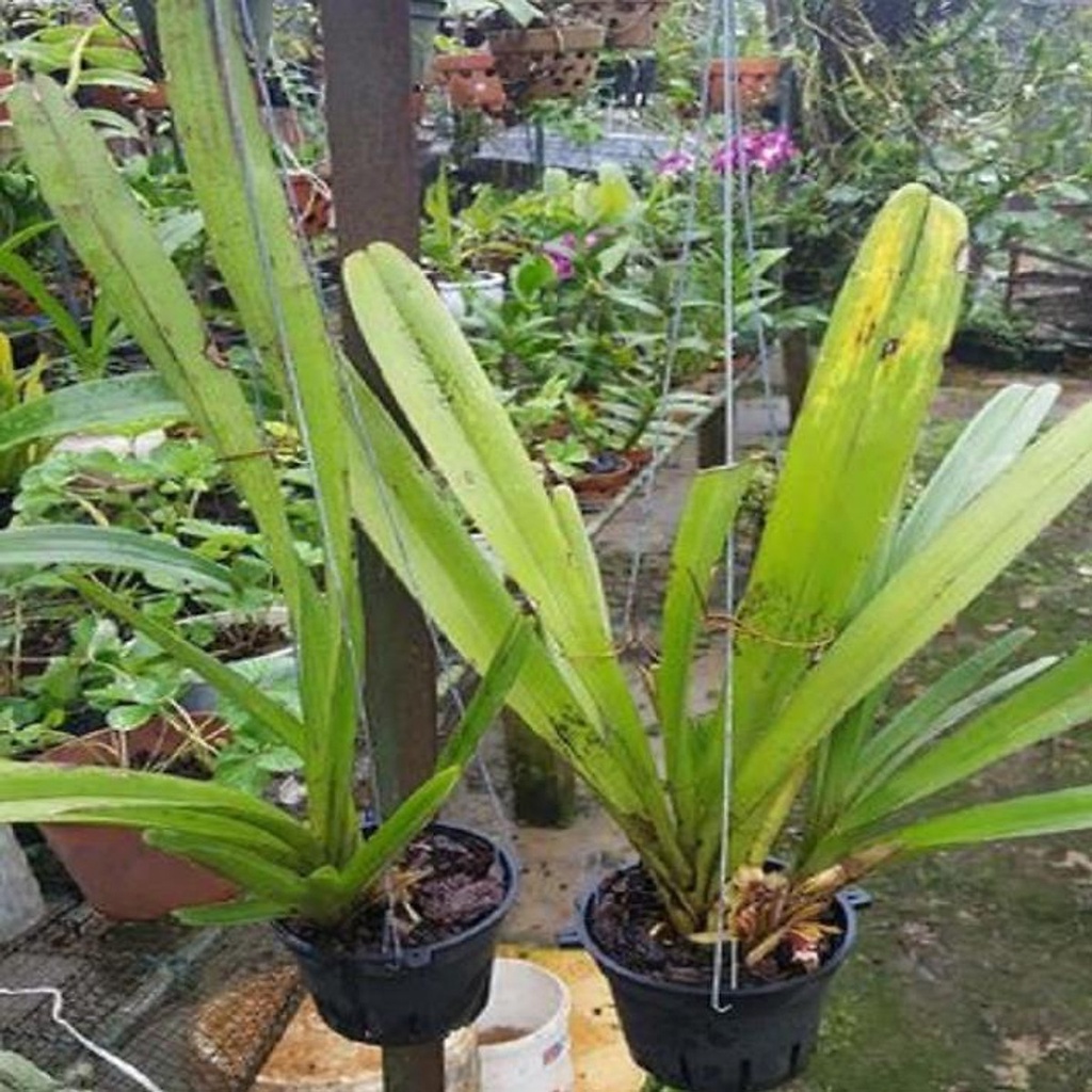 HÀNG CHUẨN Hoa phong lan kiếm vàng