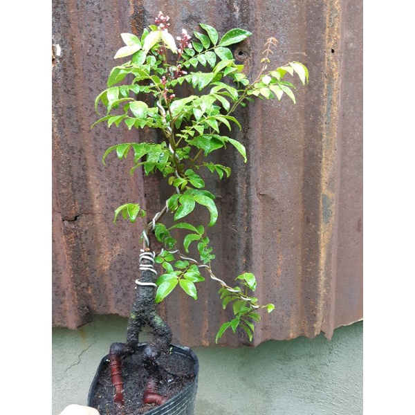 Cây khế NHẬT bonsai SIÊU TRÁI