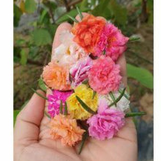 18 cành 10h thái kép mix đủ màu sẵn hoa nụ