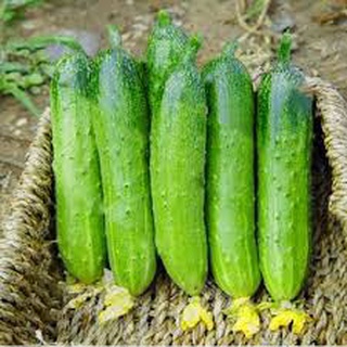 [ Deal 3K ] - 5 hạt giống Dưa chuột nếp ( Hạt giống Thanh Tâm )