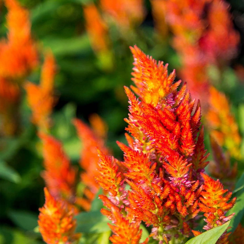 Hạt giống HOA MÀO GÀ LỬA Celosia lâu đài mận - Màu vàng - Hạt giống vườn hoa hàng năm - Celosia mậnosa