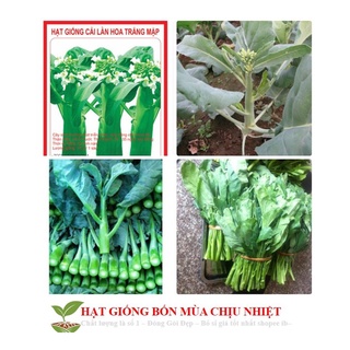 Hạt giống cải ngồng mập 300 hạt