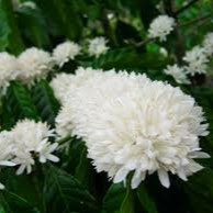 MẬT ONG BÌNH NGÂN