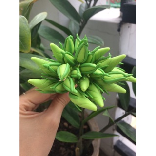 Nụ hoa cát tường-18.000₫