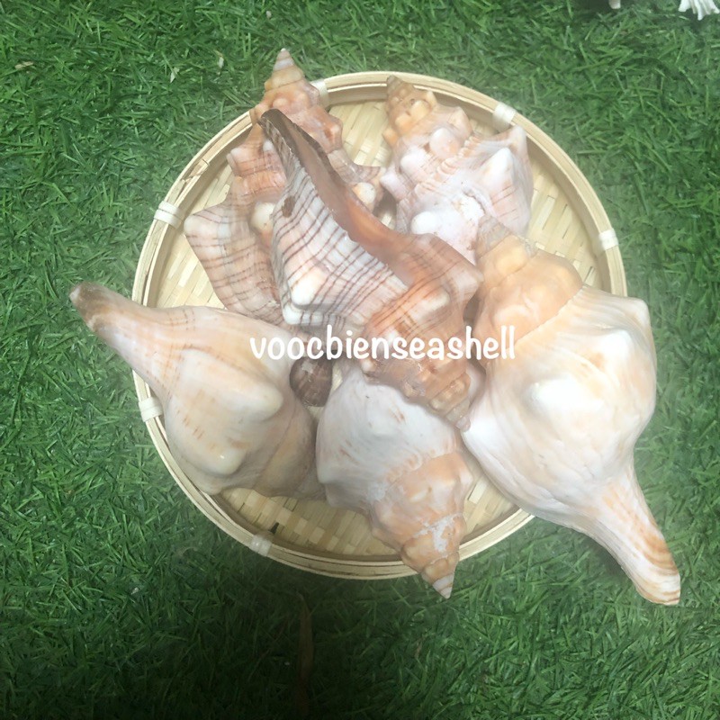 Vỏ ốc khoai