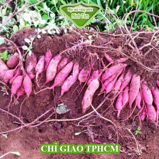 Khoai lang Nhật [CHỈ GIAO TPHCM]