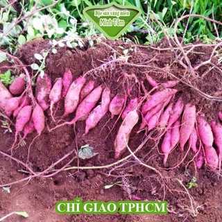 Khoai lang Nhật [CHỈ GIAO TPHCM]