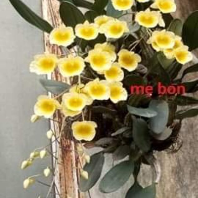 1 cụm Cây giống lan rừng Vảy rồng