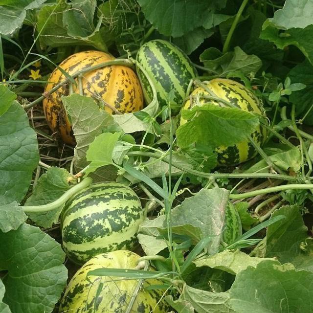 Hạt Giống Dưa Bở Khổng Lồ F1 Loại Siêu Dễ Trồng kháng sâu bệnh nặng xuất cao [ gói 50 gram,100 gram,200 gram ]