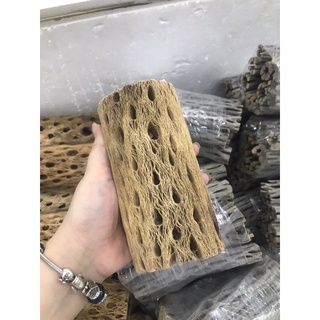 Lũa Teddy Bear Cholla | Đồ Chơi Tép Cảnh