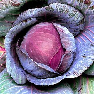 Gói 40 Hạt giống rau bắp cải tím F1 chịu nhiệt, năng suất cao