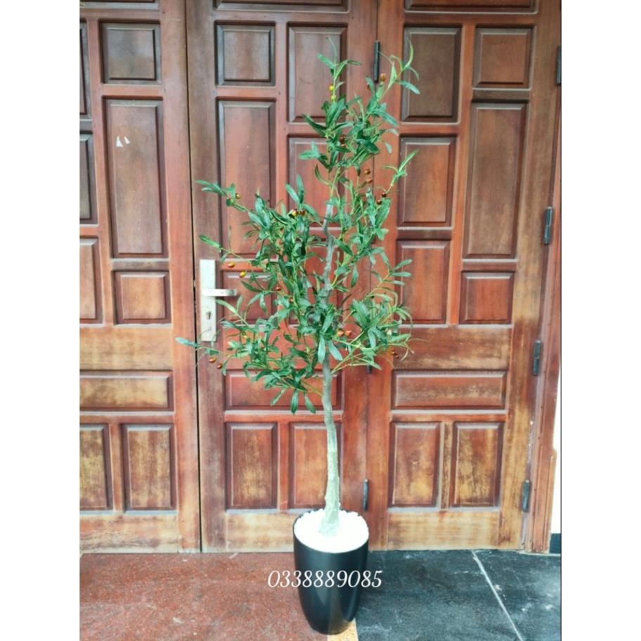(Ảnh thật) Cây Ô liu, Oliu ,Olive -loại cao cấp cao 1,2m ,1,7m decor sang chảnh