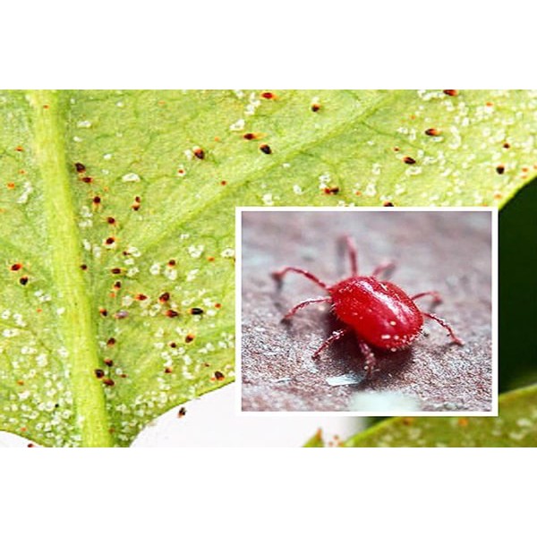 Thuố.c Diệt Nhện Đỏ, Bọ Trĩ Côn Trùng Greendaben Hàng Thailand 100G