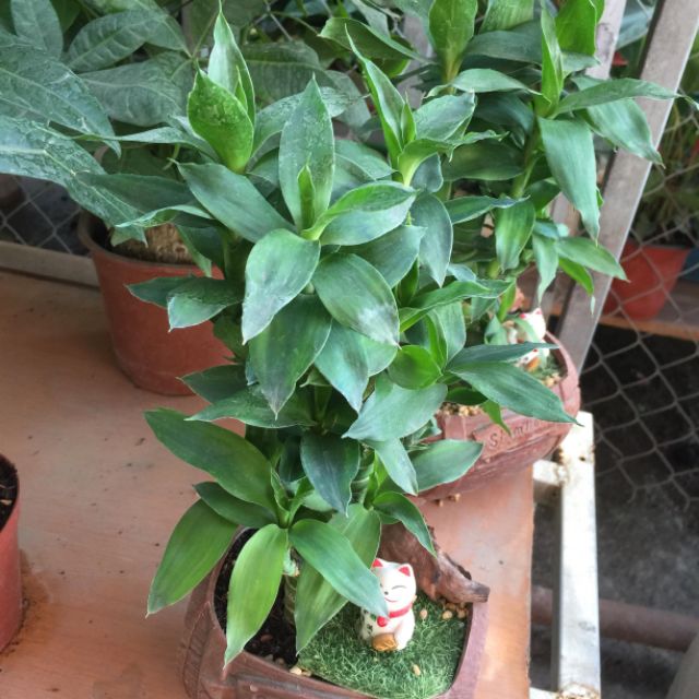 CÂY LỘC PHÁT TÀI