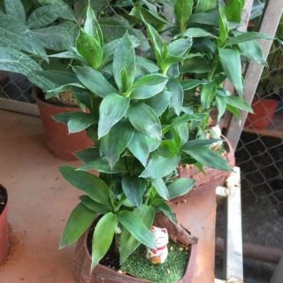 Cây lộc phát tài