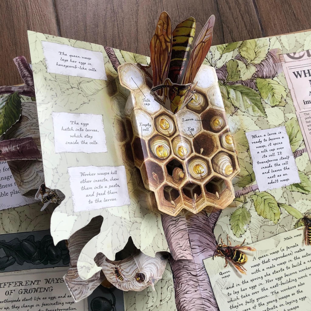 [Tiếng Anh cho bé] Đồ chơi dạng 3D BUGS dành cho bé