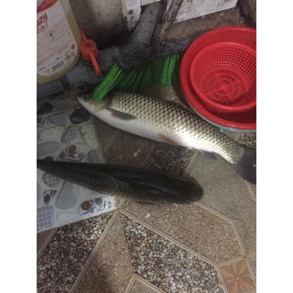 Hương liệu câu trắm trắng trắm đen hồng ngư- lục ngư