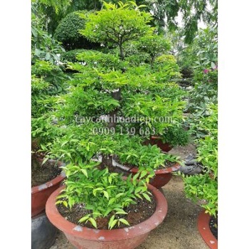 Cây mai chiếu thuỷ cao 25-30 cm