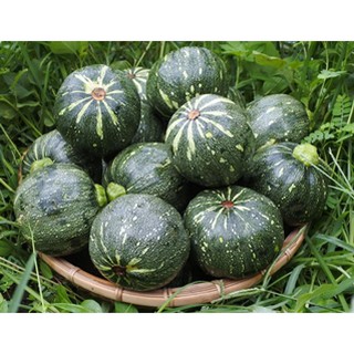 Hạt giống Bí Đậu Ăn Non (10 hạt)