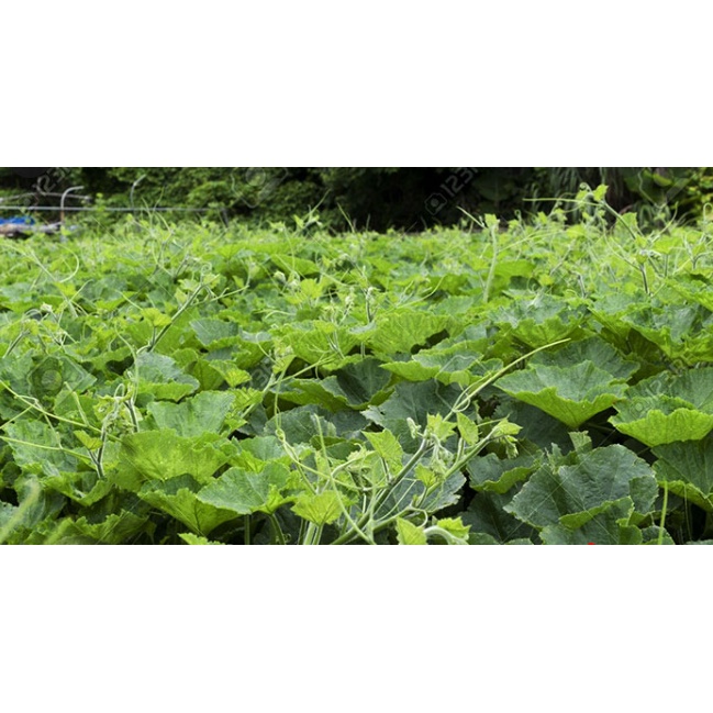 Hạt Giống BÍ SIÊU ĐỌT LAI F1 HN-30 (10 Gr)