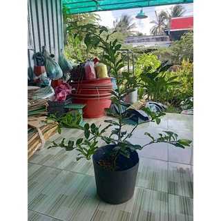 Cây chúc lớn