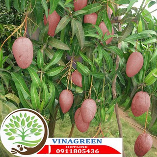 cây giống xoài úc