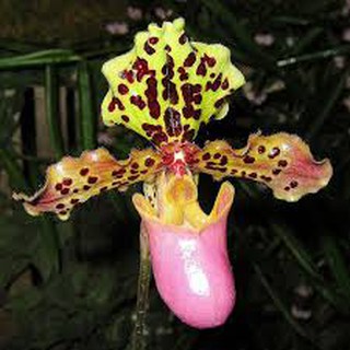 HÀI HENRY RỪNG TÂY BẮC