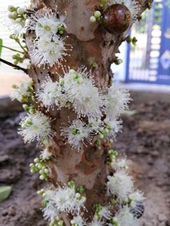 Nho thân gỗ